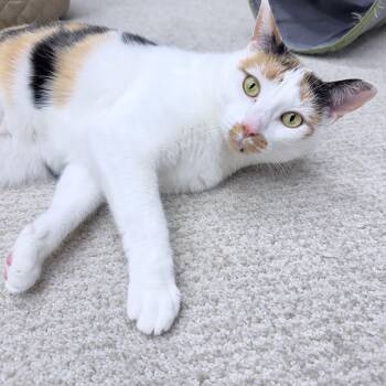 Rescue American Shorthair Cats for Adoption in Philadelphia, Pennsylvania - Fern | PetCurious