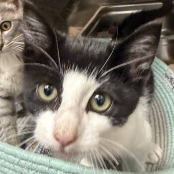 Jerry -  Domestic Short Hair Cat for Adoption in Blairsville, Georgia - Jerry | PetCurious
