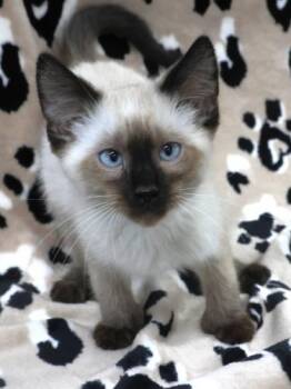 Siamese and Extra Toes Cat Hemingway Polydactyl Cats Available for Adoption - Smoke | PetCurious