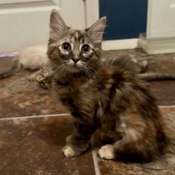 Libby -  Domestic Long Hair Cat for Adoption in Las Vegas, Nevada - Libby | PetCurious