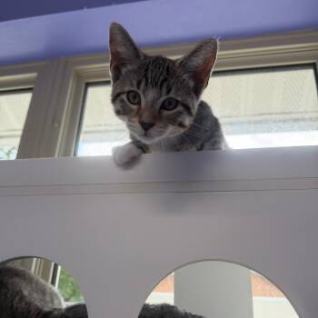 George Harrison -  Domestic Short Hair Cat for Adoption in Mankato, Minnesota - George Harrison | PetCurious