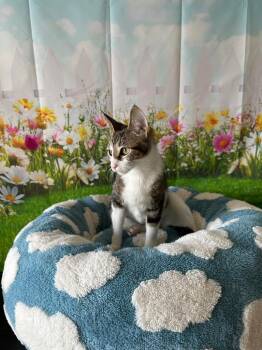 Domestic Short Hair Cats Available for Adoption in Newberg, Oregon - Phoebe | PetCurious