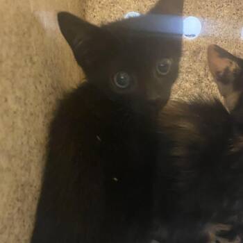 72500 -  Domestic Short Hair Cat for Adoption in Harrisonburg, Virginia - 72500 | PetCurious