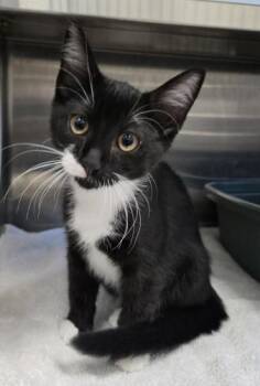 Baby -  Domestic Medium Hair Cat for Adoption in Webster, Massachusetts - Baby | PetCurious