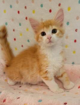 Jamie -  Domestic Short Hair Cat for Adoption in King William, Virginia - Jamie | PetCurious