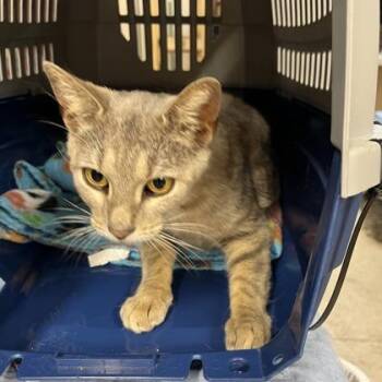 Katie -  Domestic Short Hair Cat for Adoption in Cincinnati, Ohio - Katie | PetCurious