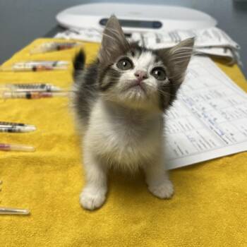 Louis -  Domestic Long Hair Cat for Adoption in Riverside, California - Louis | PetCurious