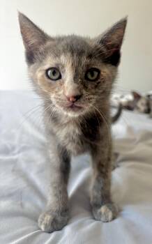 Rescue Dilute Tortoiseshell Cats for Adoption in Tustin, California - Vienna | PetCurious