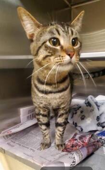 SUSHI -  Domestic Short Hair Cat Available for Adoption in St. Louis, Missouri - SUSHI | PetCurious
