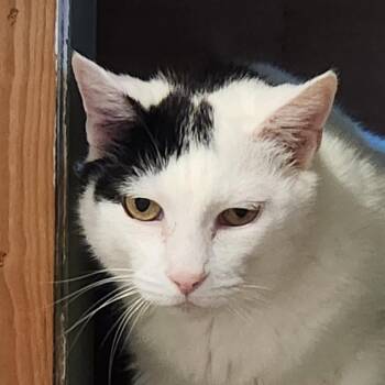 Astro -  Domestic Short Hair Cat for Adoption in Anacortes, Washington - Astro | PetCurious