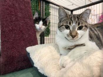 Domestic Short Hair Cats Available for Adoption in Annapolis, Maryland - Jasmine | PetCurious