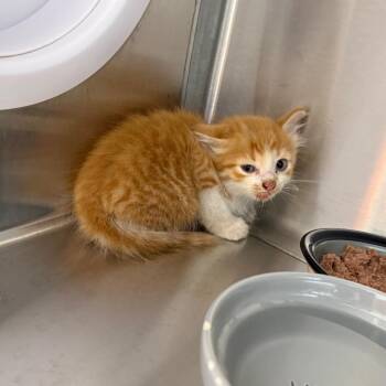 Joaquin -  Domestic Short Hair Cat for Adoption in Madisonville, Tennessee - Joaquin | PetCurious