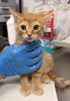 Domestic Short Hair Cats Available for Adoption in Sanford, North Carolina - Neroli | PetCurious