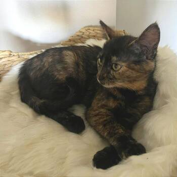 Chanterelle -  Domestic Short Hair Cat for Adoption in Plainfield, Illinois - Chanterelle | PetCurious