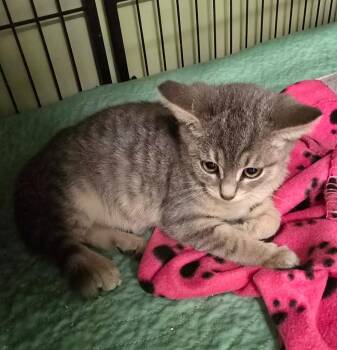 Hall -  Domestic Short Hair Cat for Adoption in Auburn, Indiana - Hall | PetCurious