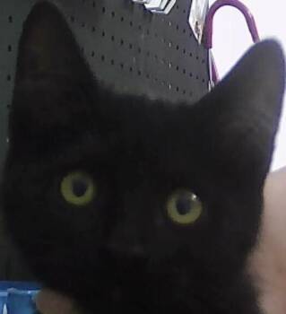 Domestic Short Hair Cats Available for Adoption in Dayton, Minnesota - Betty | PetCurious