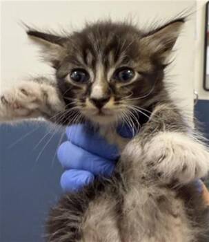 FREDDIE -  Domestic Short Hair Cat for Adoption in Doral, Florida - FREDDIE | PetCurious
