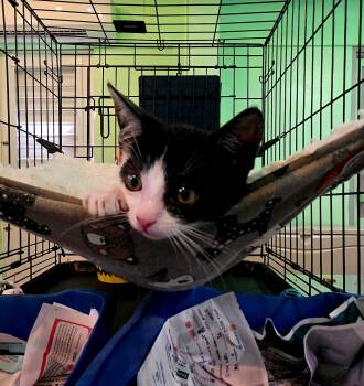 Domestic Short Hair Cats Available for Adoption in San Juan, San Juan - Chubi | PetCurious