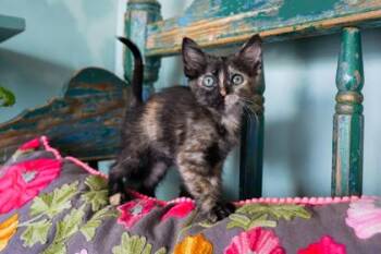 Nausicaa -  Domestic Short Hair Cat for Adoption in San Antonio, Texas - Nausicaa | PetCurious