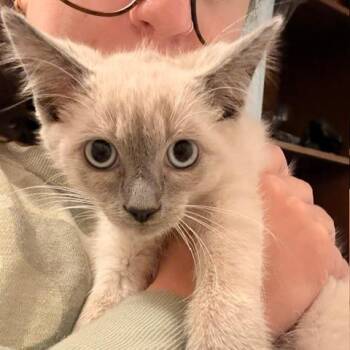 Biscuit Meowington -  Domestic Short Hair Cat for Adoption - Biscuit Meowington | PetCurious