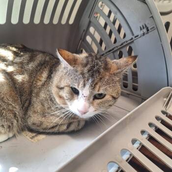 Domestic Short Hair Cats Available for Adoption - Biskit | PetCurious