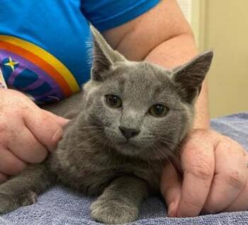 November -  Domestic Short Hair Cat for Adoption in Fishers, Indiana - November | PetCurious