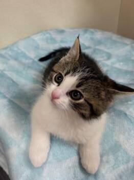 Domestic Short Hair Cats Available for Adoption in Fort Collins, Colorado - Bobbin | PetCurious