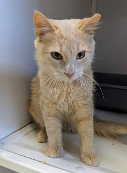 Domestic Short Hair Cats Available for Adoption in Alexandria, Virginia - Waffles | PetCurious