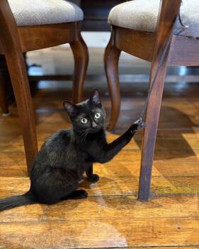 Domestic Short Hair Cats Available for Adoption - Willie | PetCurious