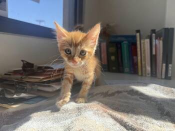 Stylee -  Domestic Short Hair Cat for Adoption in Berkeley, California - Stylee | PetCurious