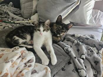 Rescue Domestic Short Hair Cats for Adoption in Boca Raton, Florida - Sadie & Lexi - LOCAL | PetCurious