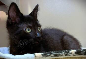 Kitten Atlas -  Domestic Short Hair Cat for Adoption in Seal Beach, California - Kitten Atlas | PetCurious