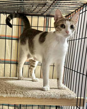 Rescue Tabby Cats for Adoption in Capshaw, Alabama - CAPISTRANO | PetCurious