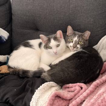 American Shorthair Cats Available for Adoption - Walter And Wesley | PetCurious