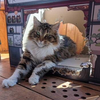 Domestic Long Hair Cats Available for Adoption in Wakefield, Quebec - Violet | PetCurious