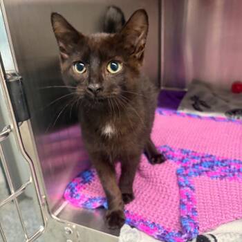 Potion -  Domestic Short Hair Cat for Adoption in Dearborn, Michigan - Potion | PetCurious