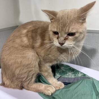 Charles -  Domestic Short Hair Cat for Adoption in Tampa, Florida - Charles | PetCurious