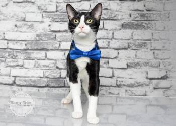 Dominic -  Domestic Short Hair and Tuxedo Cat for Adoption in Tuscaloosa, Alabama - Dominic | PetCurious
