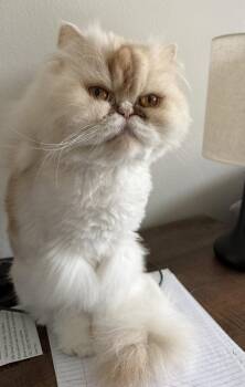 Persian Cats Available for Adoption in Battle Ground, Washington - Stella The Fella | PetCurious