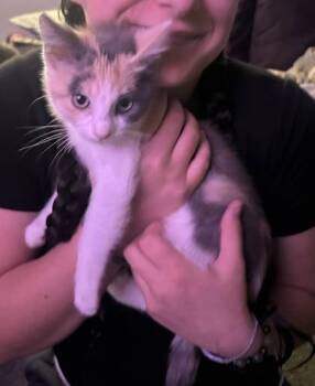Lilly -  Domestic Medium Hair and Domestic Short Hair Cat for Adoption in Hobart, Indiana - Lilly | PetCurious