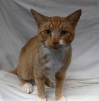 Skipper -  Domestic Short Hair Cat for Adoption in Thief River Falls, Minnesota - Skipper | PetCurious