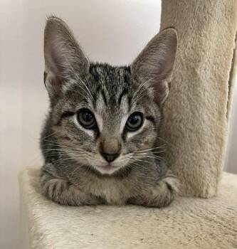 Kitten Yoshi -  Domestic Short Hair Cat for Adoption in Seal Beach, California - Kitten Yoshi | PetCurious
