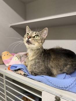 KITKAT -  Domestic Short Hair Cat for Adoption in Omaha, Nebraska - KITKAT | PetCurious