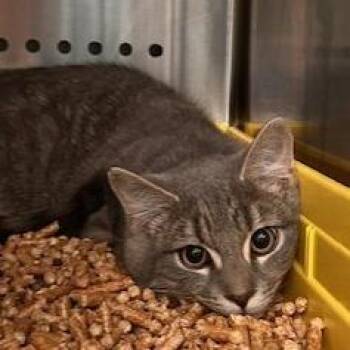 Domestic Short Hair Cats Available for Adoption - Love | PetCurious