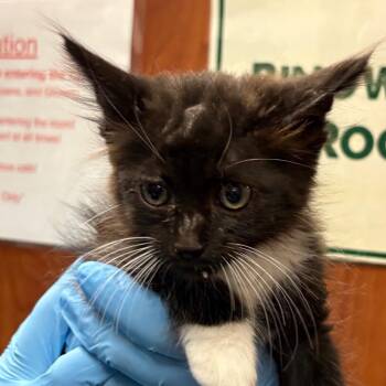 15 -  Domestic Long Hair Cat for Adoption in Yuma, Arizona - 15 | PetCurious