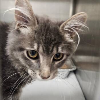 Hal Jordan -  Domestic Medium Hair Cat for Adoption in Salt Lake City, Utah - Hal Jordan | PetCurious