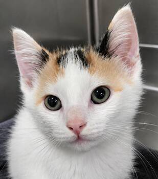 Calico and Domestic Short Hair Cats Available for Adoption in Cuyahoga Falls, Ohio - Kitten Dolce | PetCurious