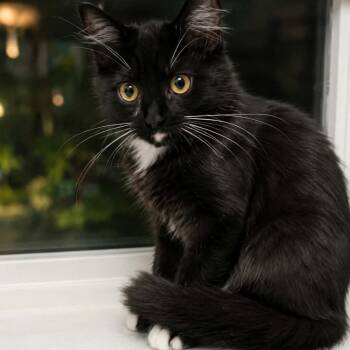 Porsche -  Domestic Medium Hair Cat for Adoption in Hemet, California - Porsche | PetCurious