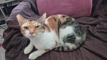 Sofia -  American Shorthair Cat for Adoption in Naranjito, Naranjito - Sofia | PetCurious