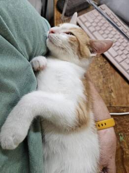 JubJub -  Domestic Short Hair Cat for Adoption in Chicago, Illinois - JubJub | PetCurious